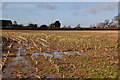 North Petherton : Muddy Field