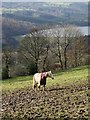 Horse in pasture above Sunny Bank