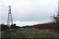 Biomass crop and a pylon by the Hawksworth Road