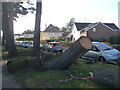 Mudeford: fallen tree in Avon Run Road