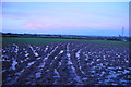 Sedgemoor : Grassy Field