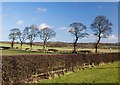 Sherburn Grange trees