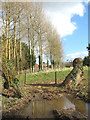 A row of poplars beside the Angles Way