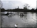 Swans on New Pond, Earlswood Lakes