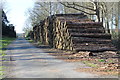 Entrance road to Melton Hall through Church Plantation