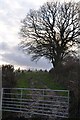 East Devon : Muddy Track