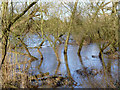 SK5434 : High water on the River Trent by Alan Murray-Rust