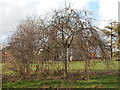 Small trees in Whitehouse recreation ground