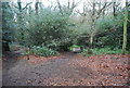 Green Chain Walk, Bostall Wood