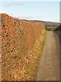 Beech hedge near Langmyre Farm