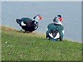 Muscovy Ducks