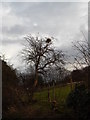 Tree with Mistletoe at Thurleston