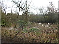 Pond at Thurleston