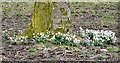 Debdale Park snowdrops