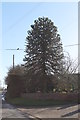 TF9735 : Monkey Puzzle Tree on Wells Road by J.Hannan-Briggs