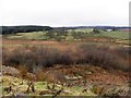 Heathland, Scraghy