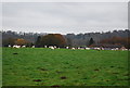 Flock of sheep, Wardley