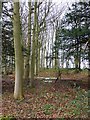 Beech wood with snowdrops