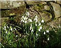 Snowdrops on Bassett Lane