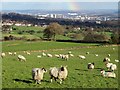 Sheep pasture with view to Sheffield