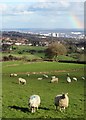 Sheep above Sheffield