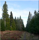 NH6067 : Forest path, Novar Estate by Craig Wallace