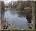 Ducks on a pond, Newport