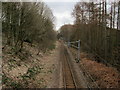 Wharfedale Line in Spring Wood looking South