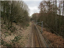 SE1940 : Wharfedale Line in Spring Wood looking South by Chris Heaton