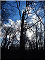 Trees at Ashground Plantation