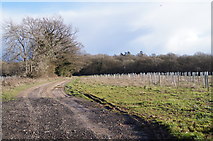 SU5952 : Farm track to Wootton Copse by Mr Ignavy