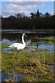 SU4724 : Swan on flooded Berry Meadows, Twyford by Jim Champion
