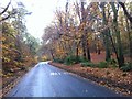 Plantation Road in Autumn