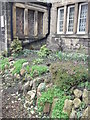 Snowdrops in front garden of Greengates House