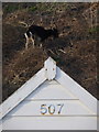 Boscombe: goat above beach hut 507