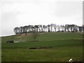 Grassland at Deanshill