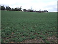 Crop field off Lower Harpenden Road (B653)