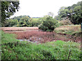SX6249 : Marsh east of Holbeton Wood by Stuart Logan