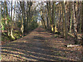 Footpath through the woods