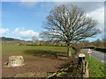 Winter tree on the B4521 near Cross Ash