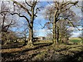 Winter trees at Crookhall