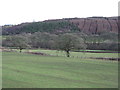 Fields and plantation near Capel y Gro