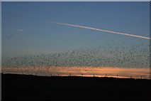 SK2075 : Starlings at sunset by Graham Hogg