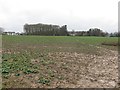 Oilseed rape, Condover Park