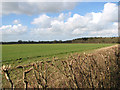 TM4682 : Fields by Primrose Wood by Evelyn Simak