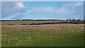 Field near Wynston Farm