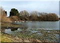 Swans on Loch Flemington