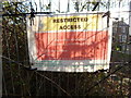 Japanese Knotweed, Polstead Heath