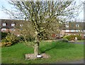 TQ7156 : Anniversary tree at East Malling Horticultural Research Station by Marathon