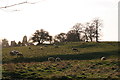 Sheep among the earthworks east of Mill farm